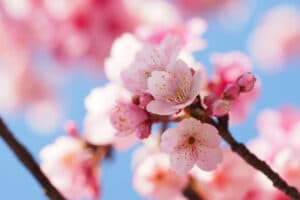 Close-up of pink cherry blossoms against a blue sky.