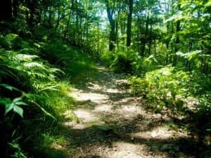 A sunlit forest trail surrounded by lush greenery and ferns.