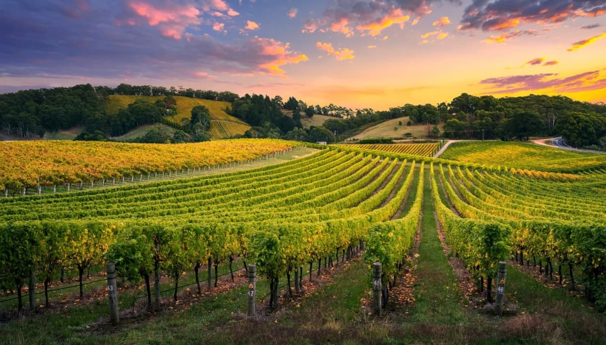 A picturesque vineyard stretches across rolling hills under a colorful sunset sky.