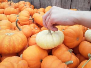 A hand picks up a white pumpkin among a pile of orange pumpkins.
