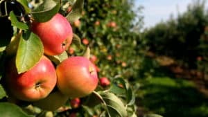 A close-up of ripe apples hanging on branches in an orchard.