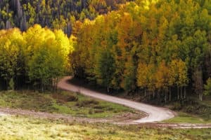 Winding lane through hundreds of colorful trees in the fall
