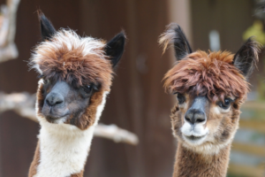 Two adorable furry alpacas in shades of brown, tan and white with dark ears