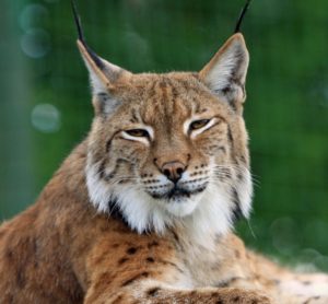 A close up photo of a brown and white bobcat with a green background.