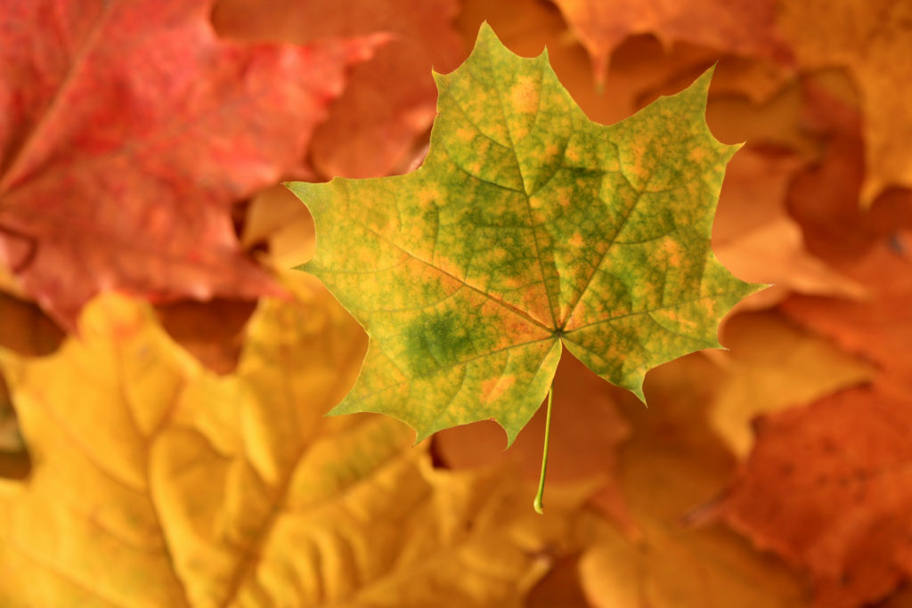 colorful autumn leaves close up