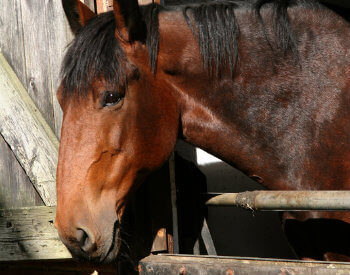 Chestnut horse looking out of wooden stall