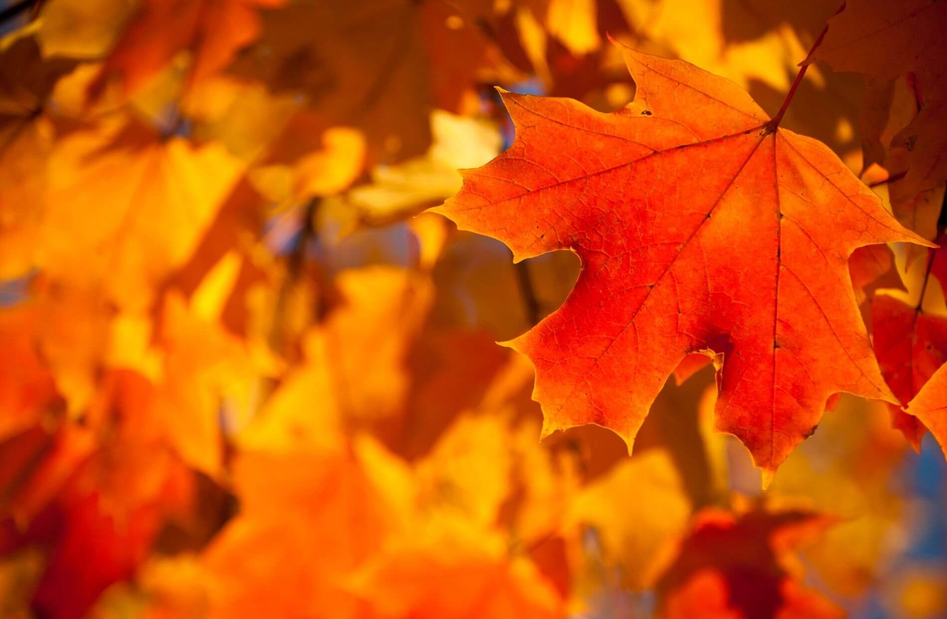 orange, red and gold leaves hanging on tree during fall season